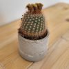 Concrete Planter - Image 2