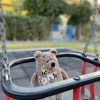 Teddy Bear with bees - Image 7