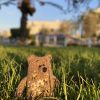 Teddy Bear with bees - Image 4