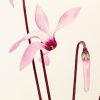 Delicate Hand-Painted Botanical Illustration: Cyprus Cyclamen, Shrew, and Endemic Beetle - Image 10