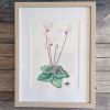 Delicate Hand-Painted Botanical Illustration: Cyprus Cyclamen, Shrew, and Endemic Beetle - Image 3