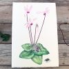 Delicate Hand-Painted Botanical Illustration: Cyprus Cyclamen, Shrew, and Endemic Beetle - Image 6