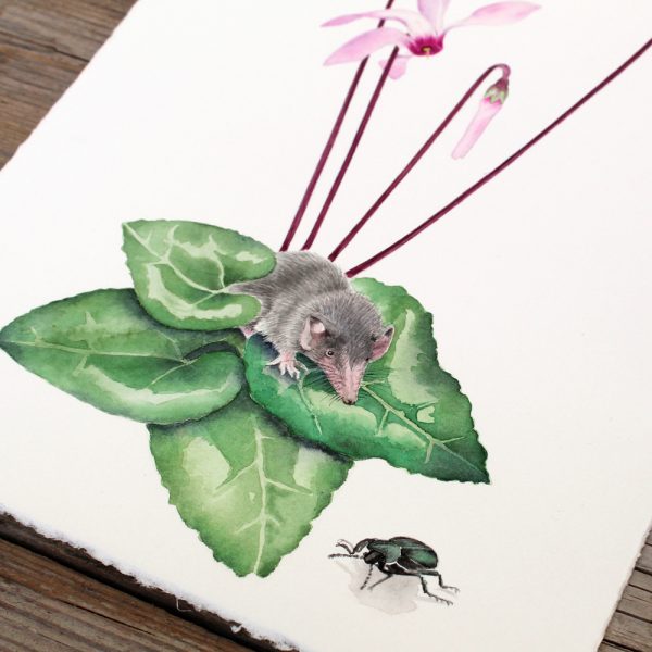 Delicate Hand-Painted Botanical Illustration: Cyprus Cyclamen, Shrew, and Endemic Beetle - Image 8
