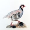 Nature's Still Life: Framed Watercolour of a Partridge