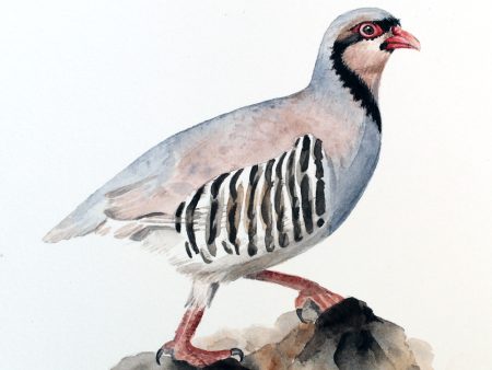Nature's Still Life: Framed Watercolour of a Partridge