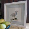 Nature's Still Life: Framed Watercolour of a Partridge - Image 5