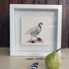 Nature's Still Life: Framed Watercolour of a Partridge - Image 6