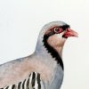 Nature's Still Life: Framed Watercolour of a Partridge - Image 9