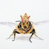 queen bee painting